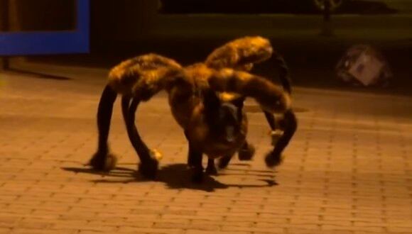 Este perro disfrazado de una 'araña gigante mutante' se volvió viral luego de asustar a miles de personas. (YouTube: SA Wardega)