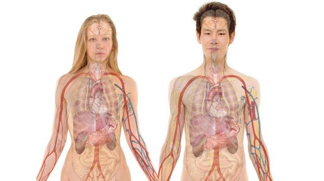 El cuerpo humano puede vivir sin algunos órganos. (Foto: Pixabay)