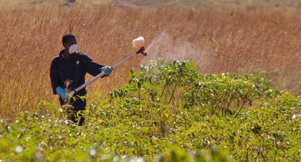 Aplicación de pesticidas en un campo. (Foto: FAO)