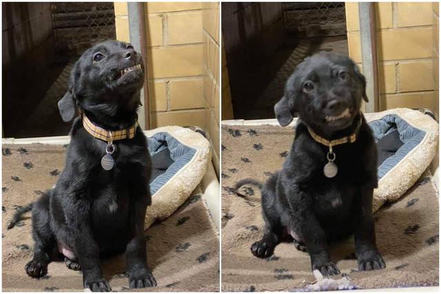 Su dulce sonrisa lo convirtió en un fenómeno viral que acumula miles de 'me gusta' en redes sociales. (Foto: Facebook/Humane Society of Northwest Louisiana)