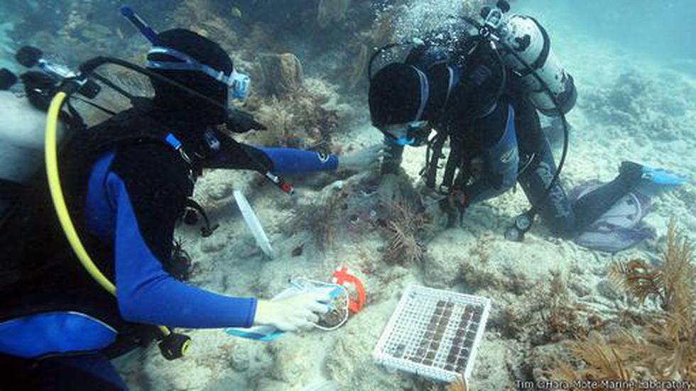 Corales vuelven a la vida gracias a un trasplante pionero - 1