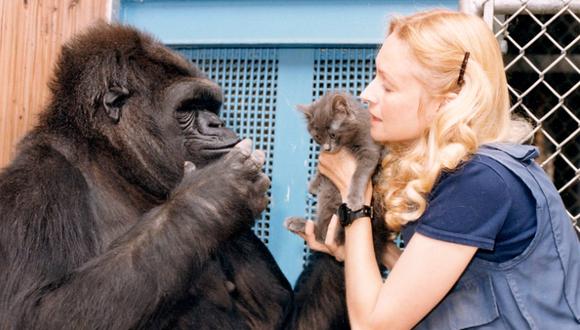 La investigadora Francine "Penny" Patterson junto con la experta en lenguaje de señas June Monroe trabajaron con la gorila KoKo, que rápidamente aprendió el lenguaje y se comunicaba con ellas. (Foto archivo: BBC)