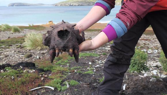 Kit Hamley sostiene un gran cráneo de león marino macho de una pila de huesos en suelo de Malvinas - (UNIVERSIDAD DE MAINE)