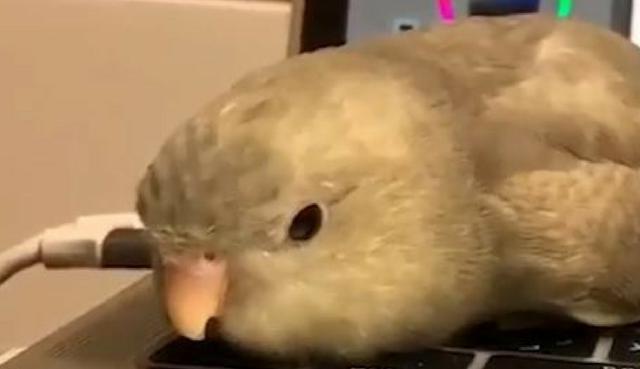 Esta ave ha dejado sorprendidos a los usuarios de YouTube. (Captura)