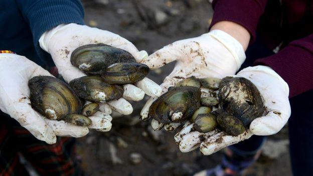 Los mejillones de río, como estos de República Checa, parecen más almejas gigantes. (GETTY IMAGES)
