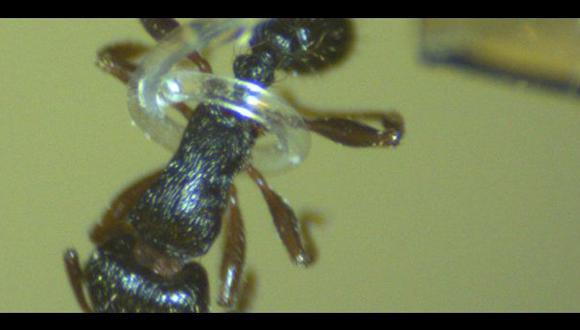 Diseñan un microtentáculo capaz de sujetar a una hormiga