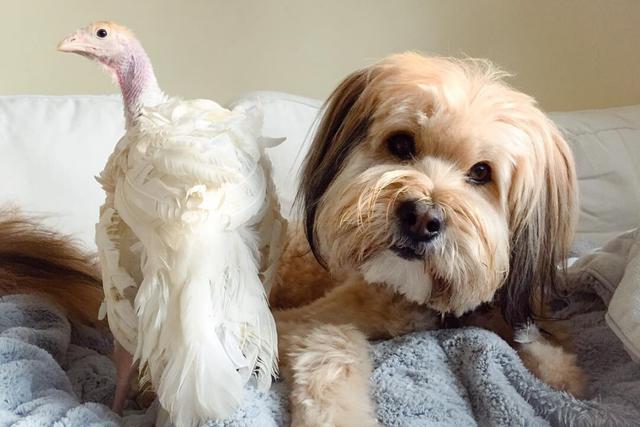 El pavo fue rescatado de una granja industrial cuando apenas tenía cinco semanas de nacido mientras que el can fue salvado de una granja de carne de perros surcoreana. (Foto: @minnow.and.blossom en Instagram)