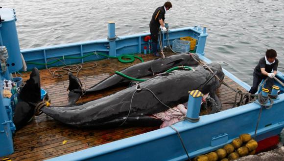 Japón no descarta seguir cazando ballenas en el Antártico