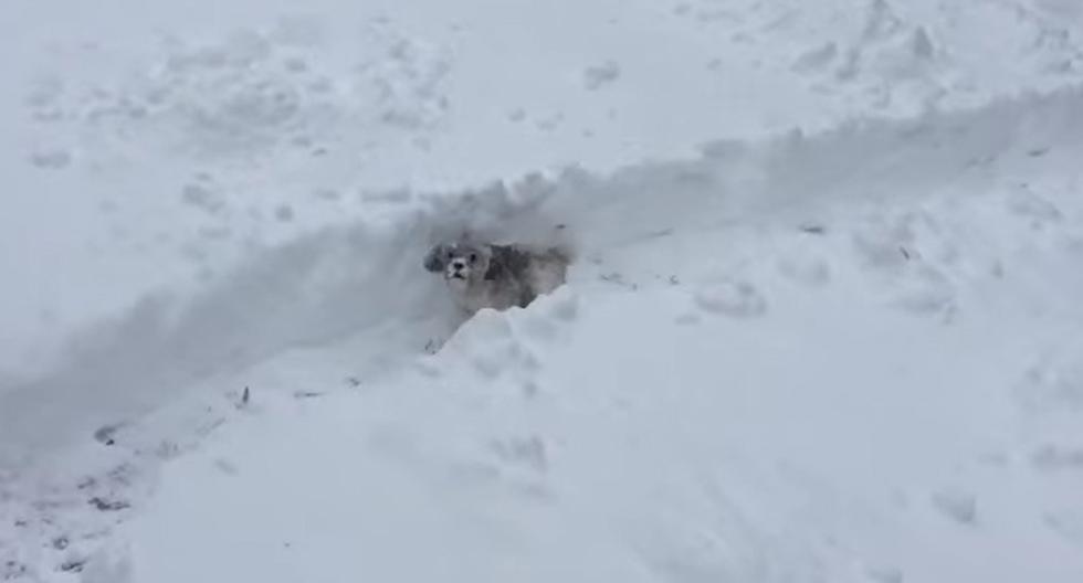 El video de los perritos disfrutando de la nieve se ha convertido en viral en YouTube. (Foto: Captura)
