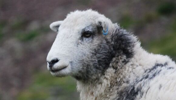 La oveja atacó al dron al ver que se estaba muy cerca. (Foto referencial - Pexels)