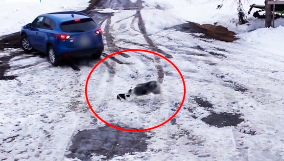 Este perro salvó a su pequeño cachorro de morir atropellado. | YouTube