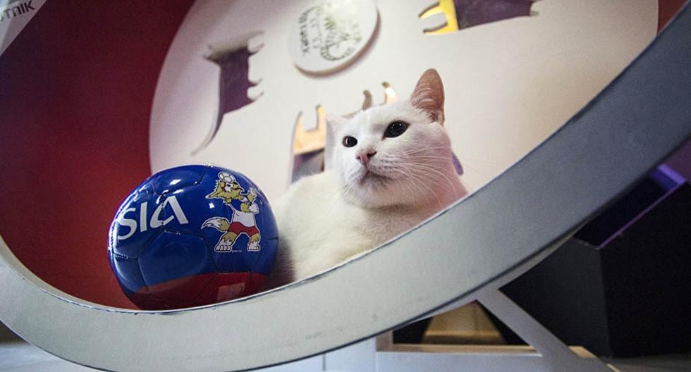 Este es el gato legendario que ha hecho que todo el mundo crea en sus predicciones. (Foto: © Sputnik / Alexandr Galperin)