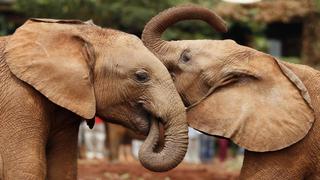 Los elefantes asiáticos se consuelan cuando están angustiados
