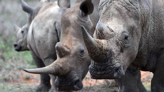 La caza furtiva de rinocerontes desciende un 10% en Sudáfrica