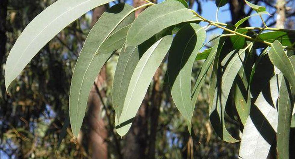 La hojas de eucalipto son ideales para combatir diversas enfermedades respiratorias. (Foto: Pixabay)