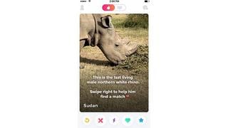 El último rinoceronte blanco del norte recurre a Tinder