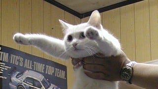 Murió a los 18 años Nobiko, el famoso “gato largo” protagonista de cientos de memes 