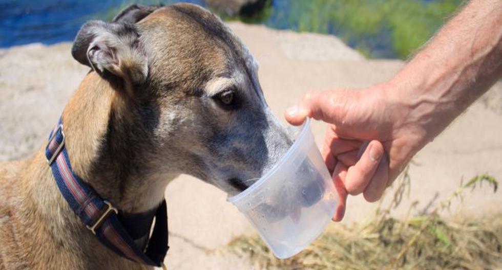 Debemos cargar una botella con agua para nuestras mascotas. (Foto: ThinkStock)