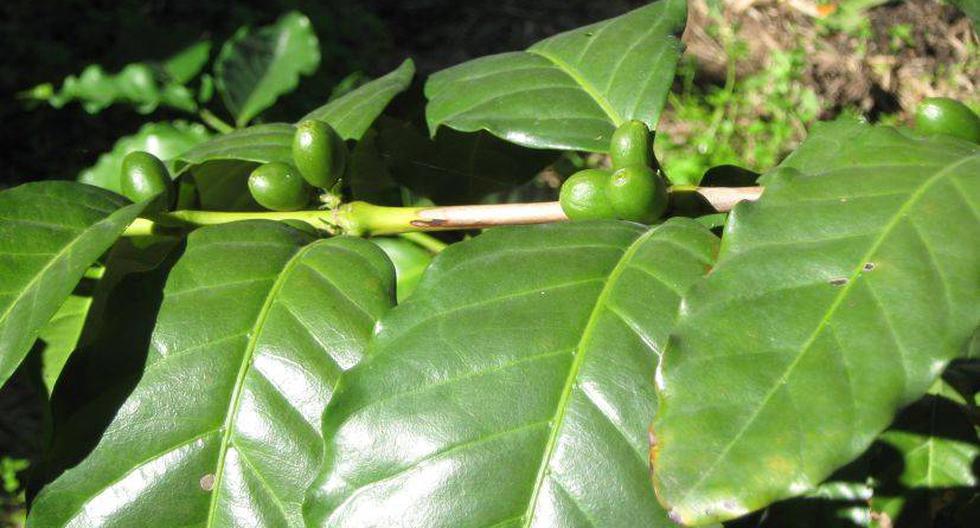 Plaga de roya amarilla afectó el 50% de los cultivos de café. (Foto: flickr.com/keepingup54)