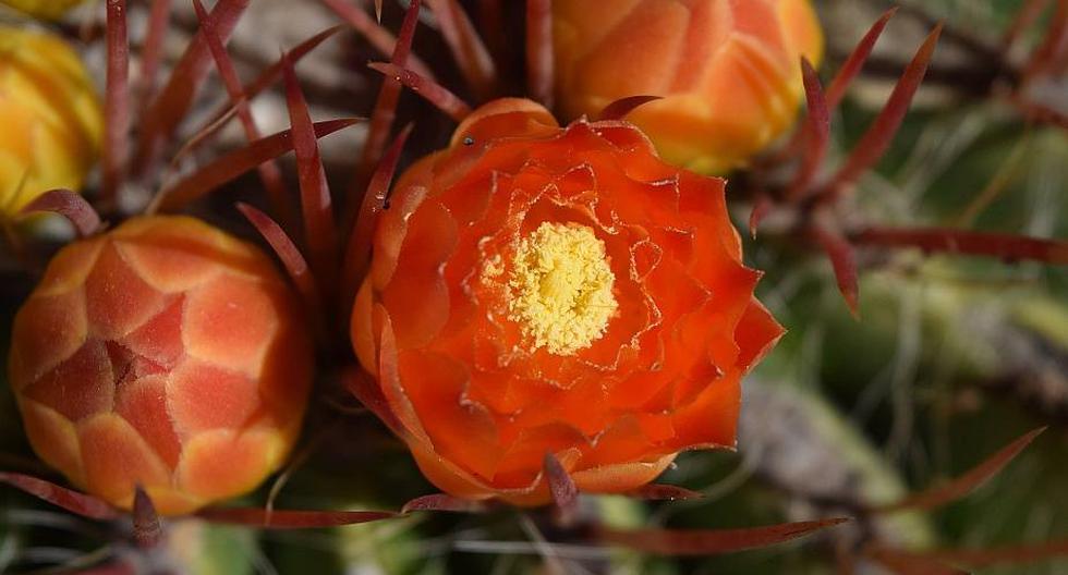 La dehidrina es una familia múltiple de proteínas presente en las plantas, la cual se produce en respuesta al estrés por frío y sequía. (Foto: "JoFinchenParsons / Pixabay":https://pixabay.com/photos/desert-cactus-cacti-orange-flower-4390297/ )