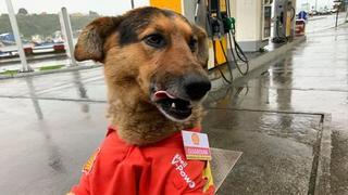 Quién es “Guardián”: el perro callejero que encontró trabajo en una estación de buses