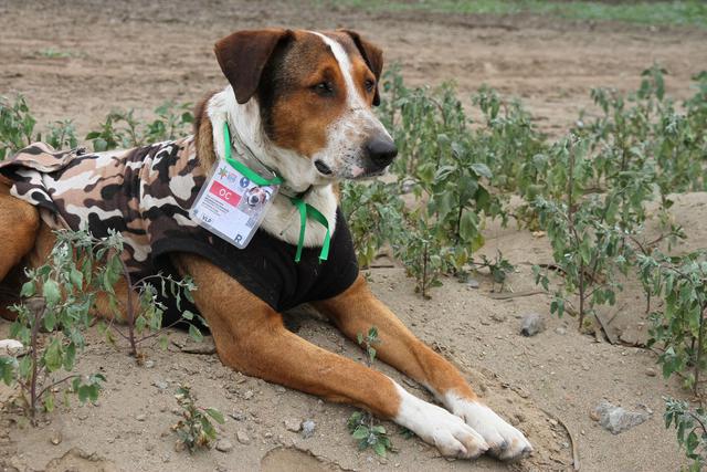 Un total de 13 perros han sido “acreditados” para acompañar a los miles de atletas que llegaron para alojarse en la Villa Panamericana, ubicada en el distrito de Villa El Salvador. (Foto: Comunicaciones Lima 2019 )