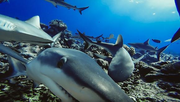 Además del tiburón océanico, el tiburón martillo común y el martillo gigante han llegado a una situación crítica: su población ha bajado más del 80%. En la foto, unos tiburones grises son captados en la Polinesia Francesa. (Foto referencial / GLOBAL FINPRINT / AFP)