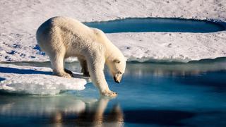 Los osos polares se están quedando sin hielo en el Ártico