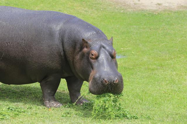 Cumpleaños de la hipopótamo Sol y la otorongo Isabel, del Parque de las Leyendas (Foto: Jessica Vicente).