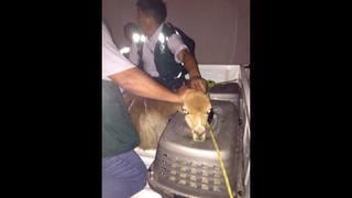 Denuncian a Minagri por muerte de vicuña decomisada en hotel