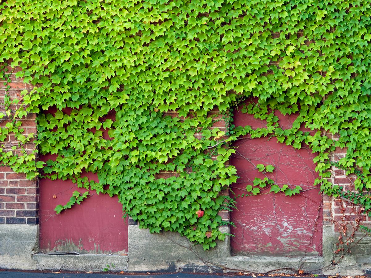 Loco rueda Cuervo Cubre los muros de tu casa con plantas trepadoras | CASA-Y-MAS | EL  COMERCIO PERÚ