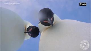 Dos pigüinos descubren una cámara y se toman una “selfie” en la Antártica