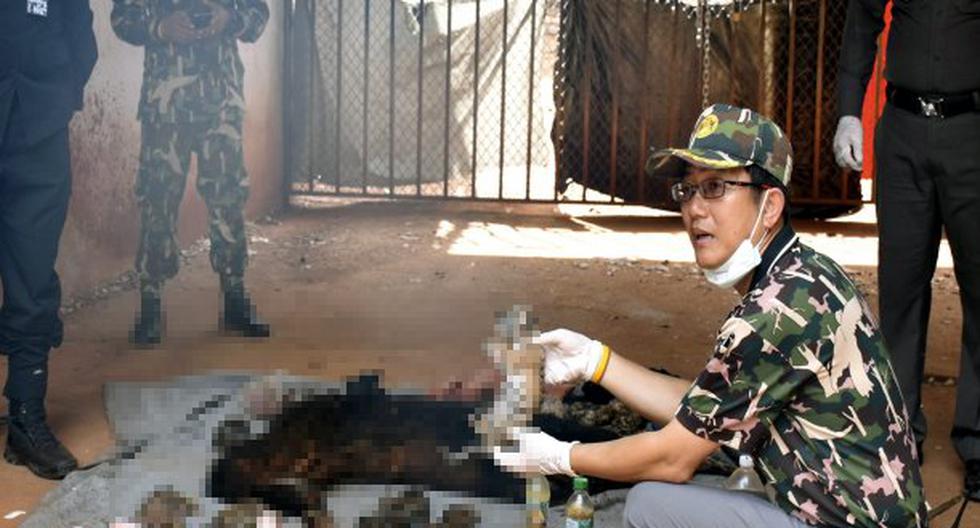 Los tigres muertos fueron encontrados en un templo budista. (Foto: EFE)