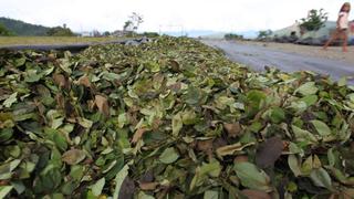 Se redujeron cultivos de hoja de coca, según informe de Unodc