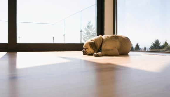 Solos en casa: Tu perro puede sufrir de ansiedad por separación