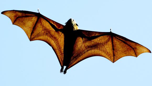 Extremo calor en Australia "fríe cerebros" de murciélagos. (Foto: AFP).