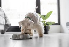 Consultorio WUF: ¿Cómo saber si deberías darle alimento húmedo a tu mascota?
