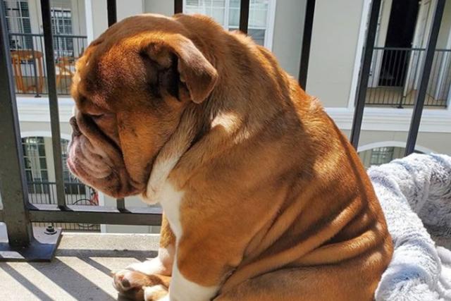 Su dueña señala que el animal ama pasar el tiempo con niños y otros canes (Foto: Instagram/ @popthebulldog)