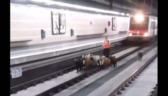 Un rebaño de cabras invadió una estación de trenes en Barcelona