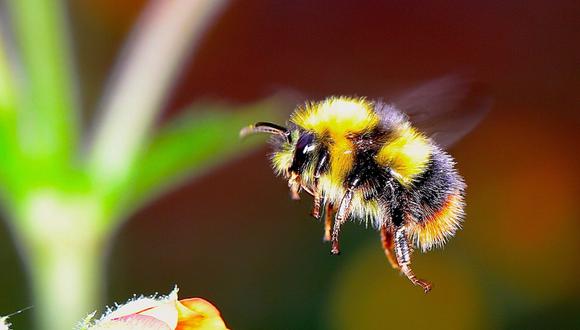 Antes de ser descubierto en el abejorro, el llamado "reconocimiento de objetos de modo cruzado" había sido demostrado previamente en solo unas pocas especies. (Foto: Pixabay/Referencial)