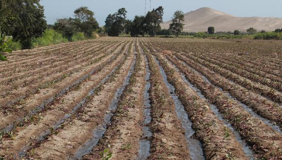 Con un buen uso  del agua y fertilizantes, tu cultivo estará más sano y resistente a plagas y  enfermedades. (Foto: GEC)