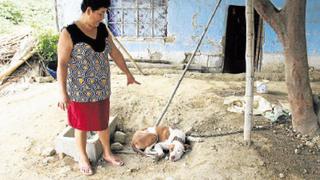 Sullana: delincuentes envenenan a 10 perros para robar en casas