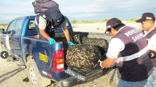 Chincha: incautan 75 kilos de conchas de abanico de procedencia ilegal