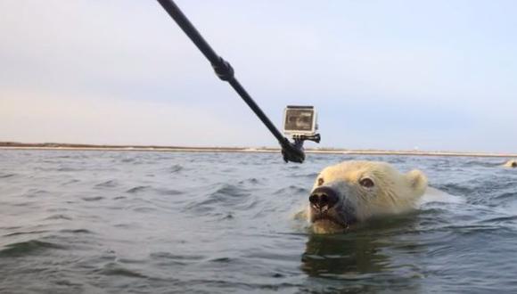 YouTube: cachorros de osos polares y su encanto por las cámaras