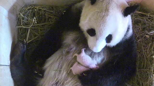 ¡Sorpresa! Una panda da a luz mellizos en un zoológico de Viena - 1