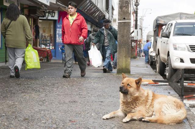 Para estos perros el desamparo no es mayor problema - 2