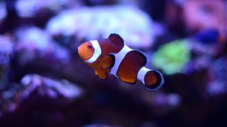 Por qué la película "Buscando a Nemo" está equivocada según la ciencia