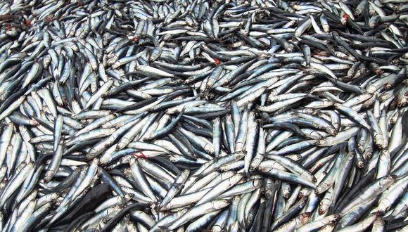 La pesca de anchoveta muestra un buen desempeño. (Foto: GEC)