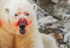 Noruega: un oso polar atacó a una mujer francesa mientras descansaba en un campamento en el Ártico