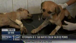 Perros rescatados en La Victoria reciben tratamiento en clínica